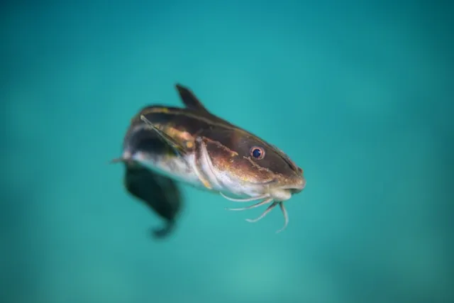 Tips Menyikapi Mimpi Ikan Lele dengan Bijak (c) unsplash.com