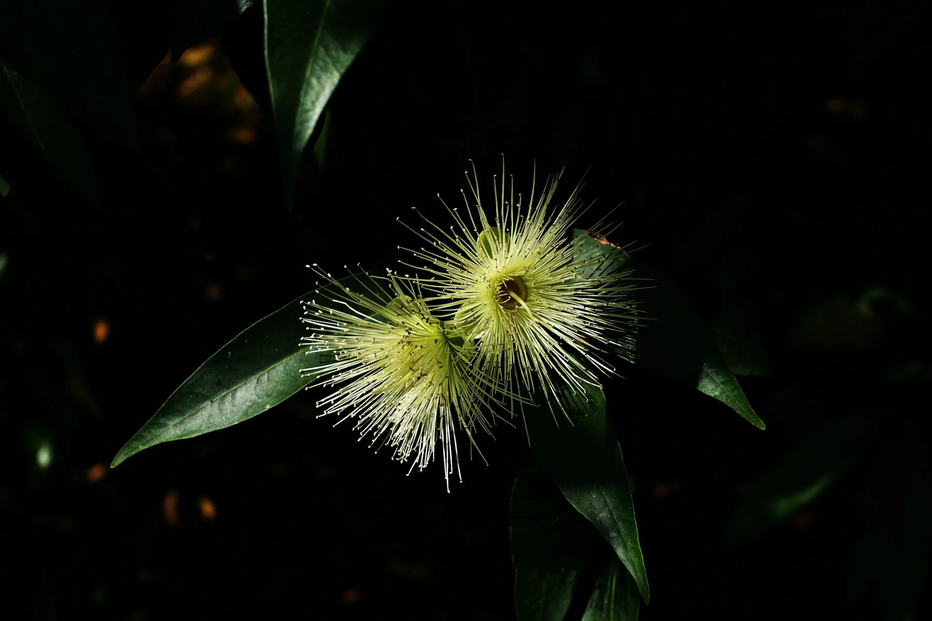 Bunga jambu (credit: Unsplash)