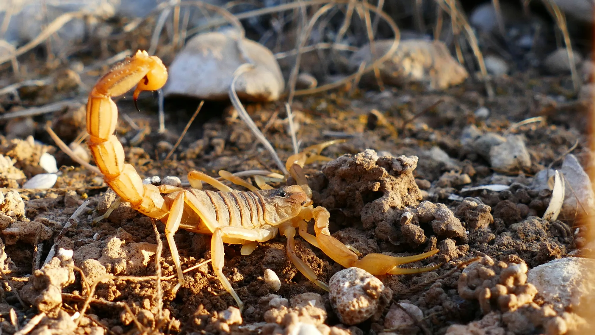 Perspektif Budaya tentang Mimpi Kalajengking (c) Ilustrasi Unsplash/Marcus Lange