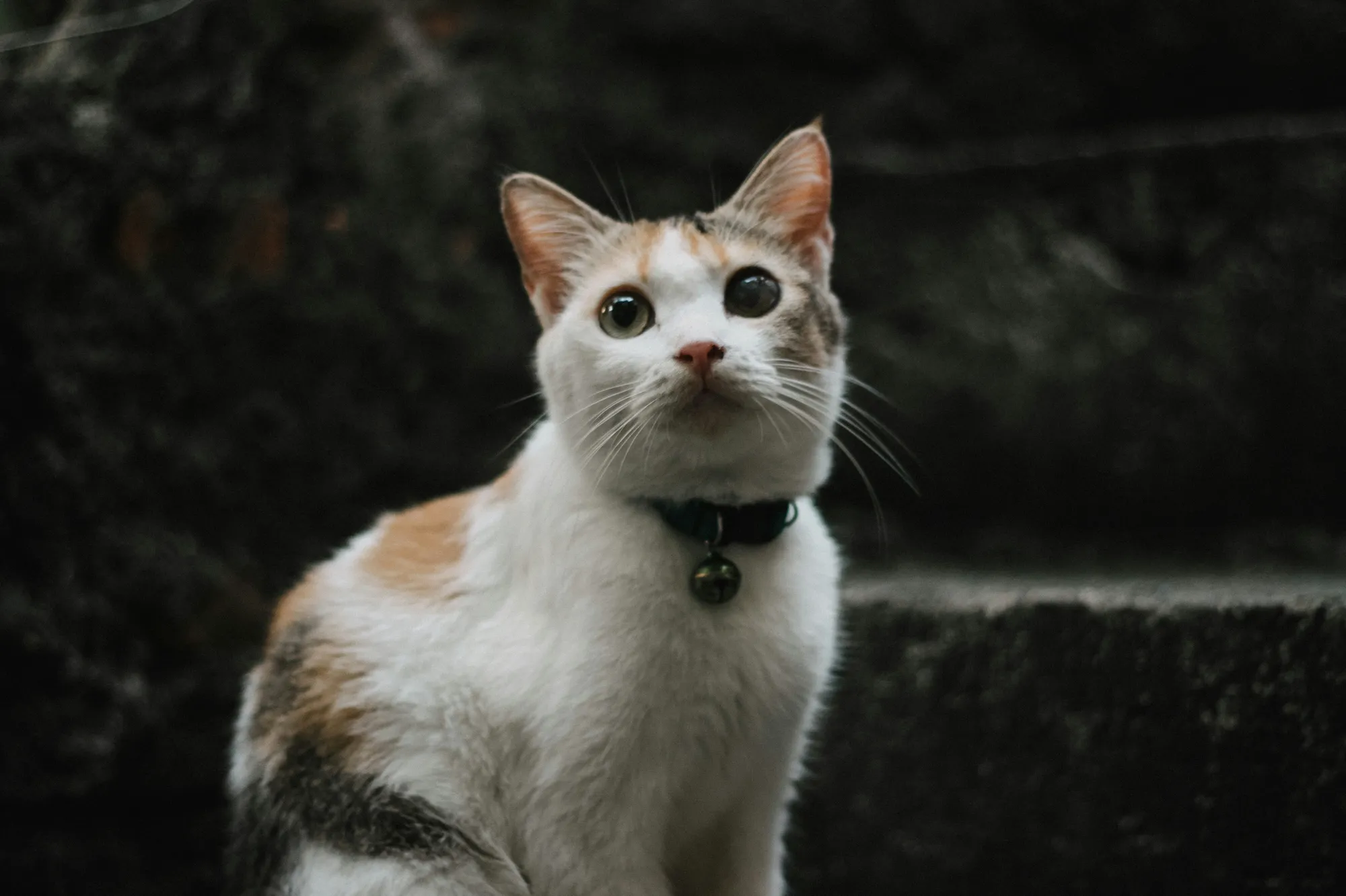 Jenis-Jenis Mimpi Kucing dan Maknanya (c) Ilustrasi by unsplash