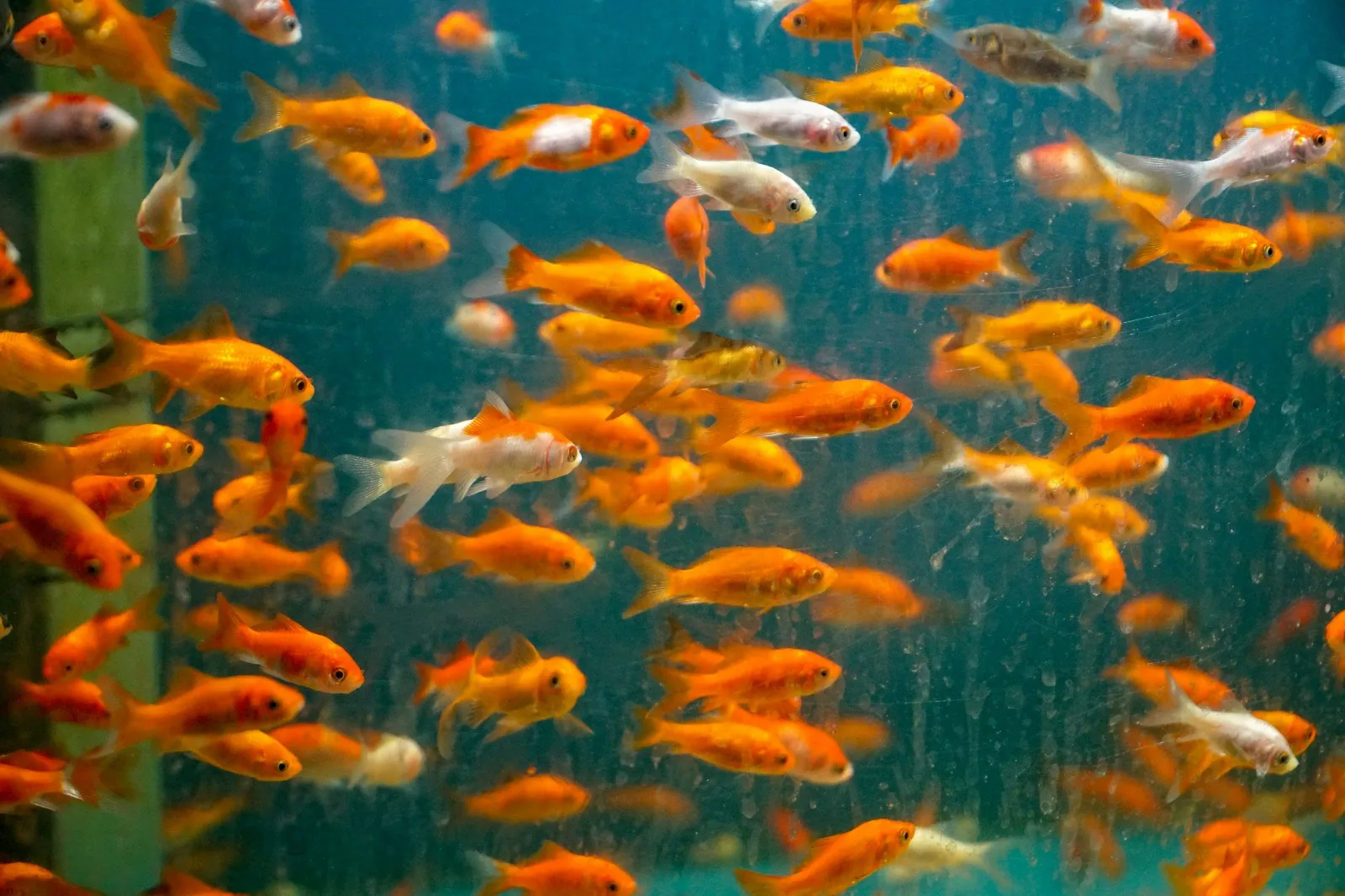 Arti Mimpi Mancing Dapat Ikan Mas Berdasarkan Ukuran dan Hasil Tangkapan (credit:unsplash.com/id/@thomascpark)