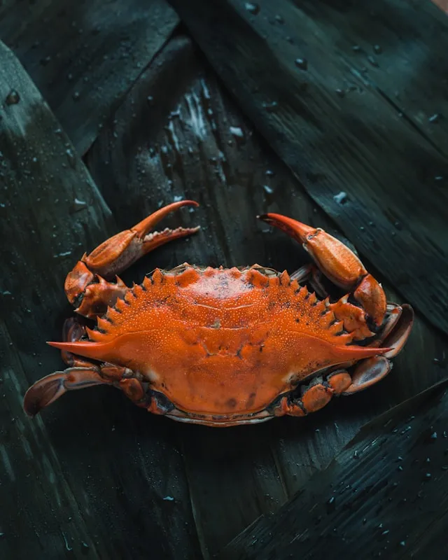 Cara Menyikapi Mimpi Menangkap Kepiting dengan Tangan (c) unsplash.com