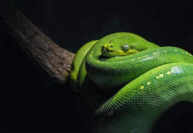 Makna Spiritual Mimpi Ular Kecil (c) unsplash.com