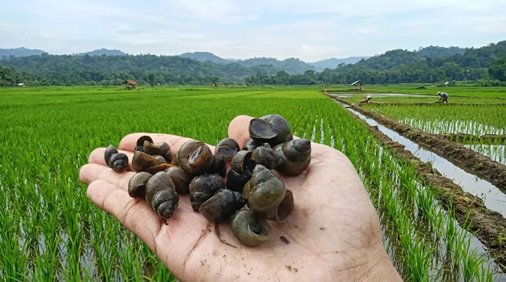 Tutut atau Keong Sawah. (AI Generated)