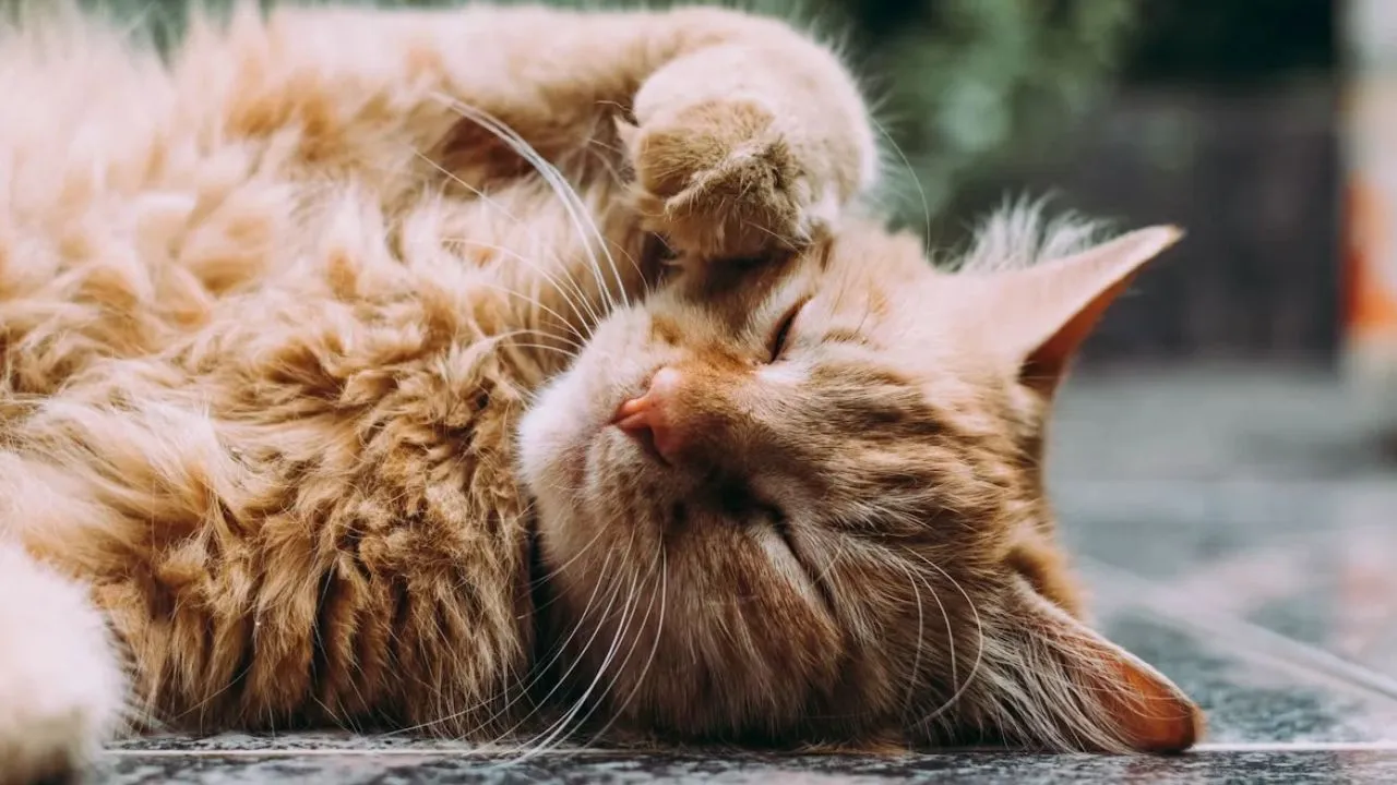 Ilustrasi Kucing/Photo by Ludemeula Fernandes on Unsplash