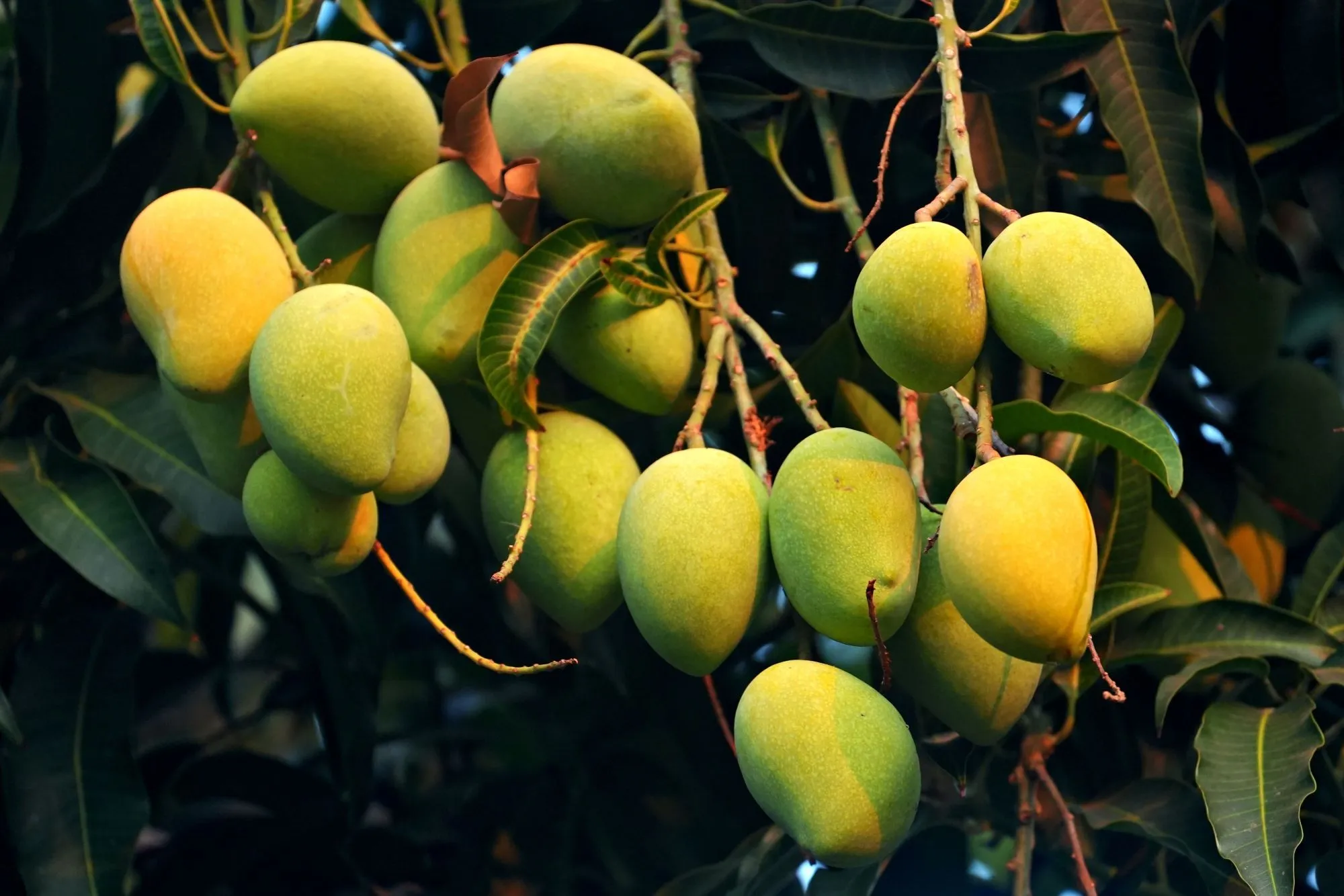 Ilustrasi Mangga (Photo by hartono subagio on Pexels)