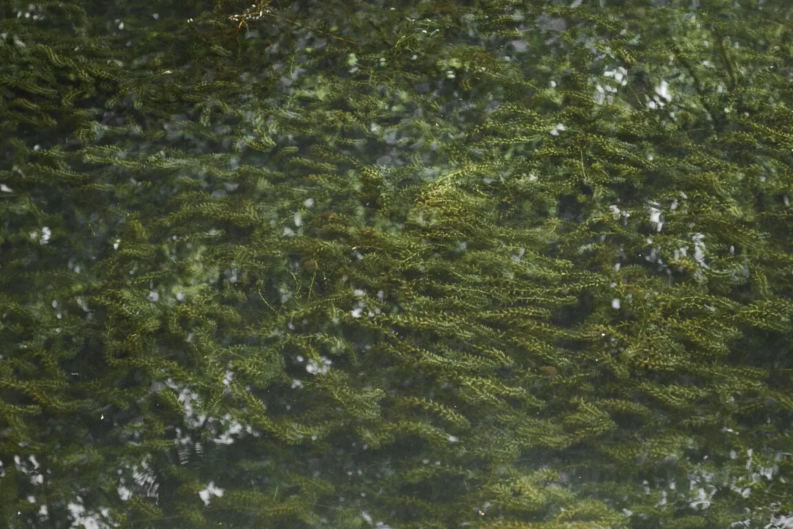 Pemanenan dan Pemanfaatan Azolla (credit:unsplash.com/es/@hannaxsulphur)