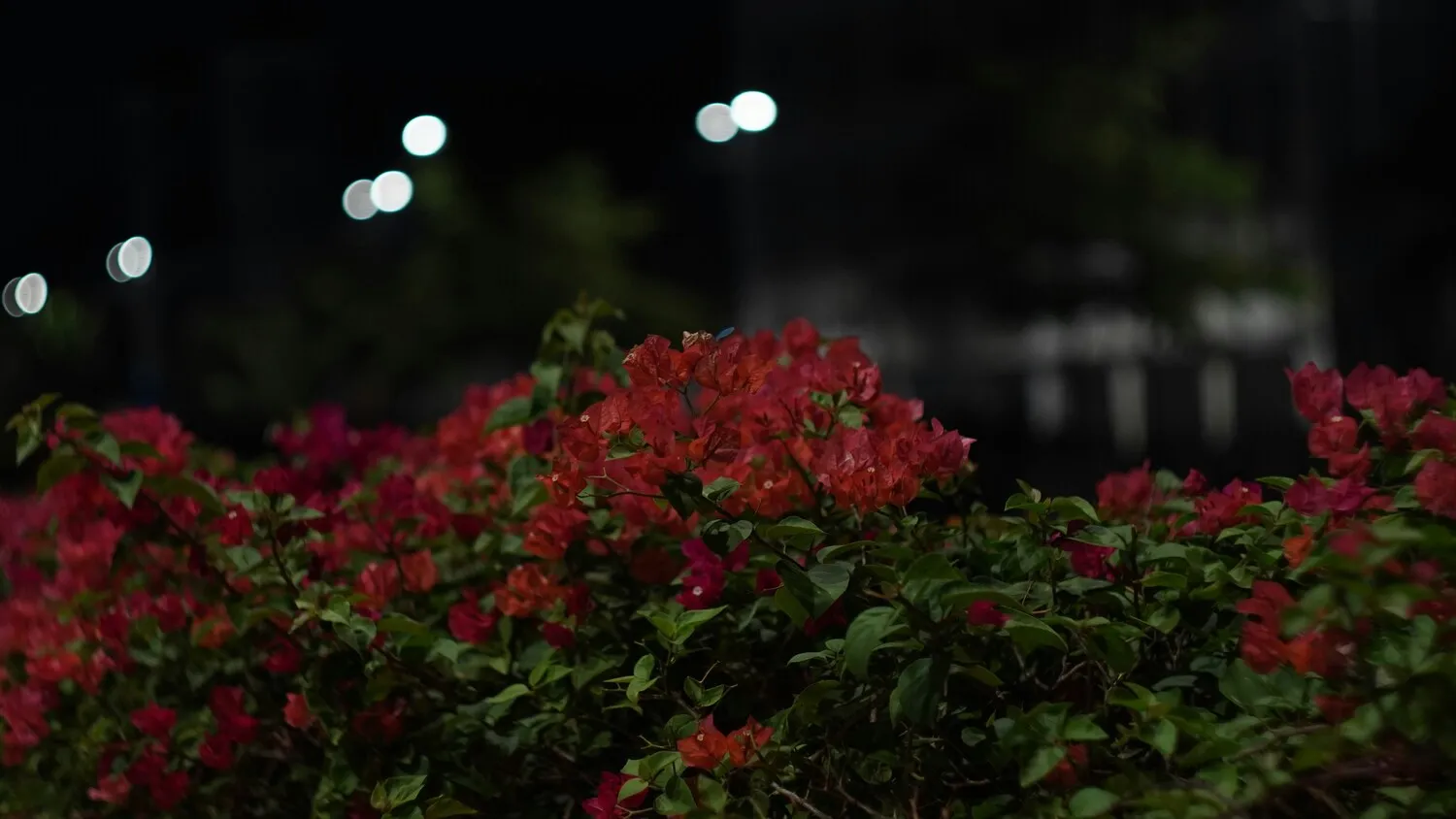 Cara Menanam Bunga Kertas di Pot (credit:unsplash.com/id/@robertusbagaskara)