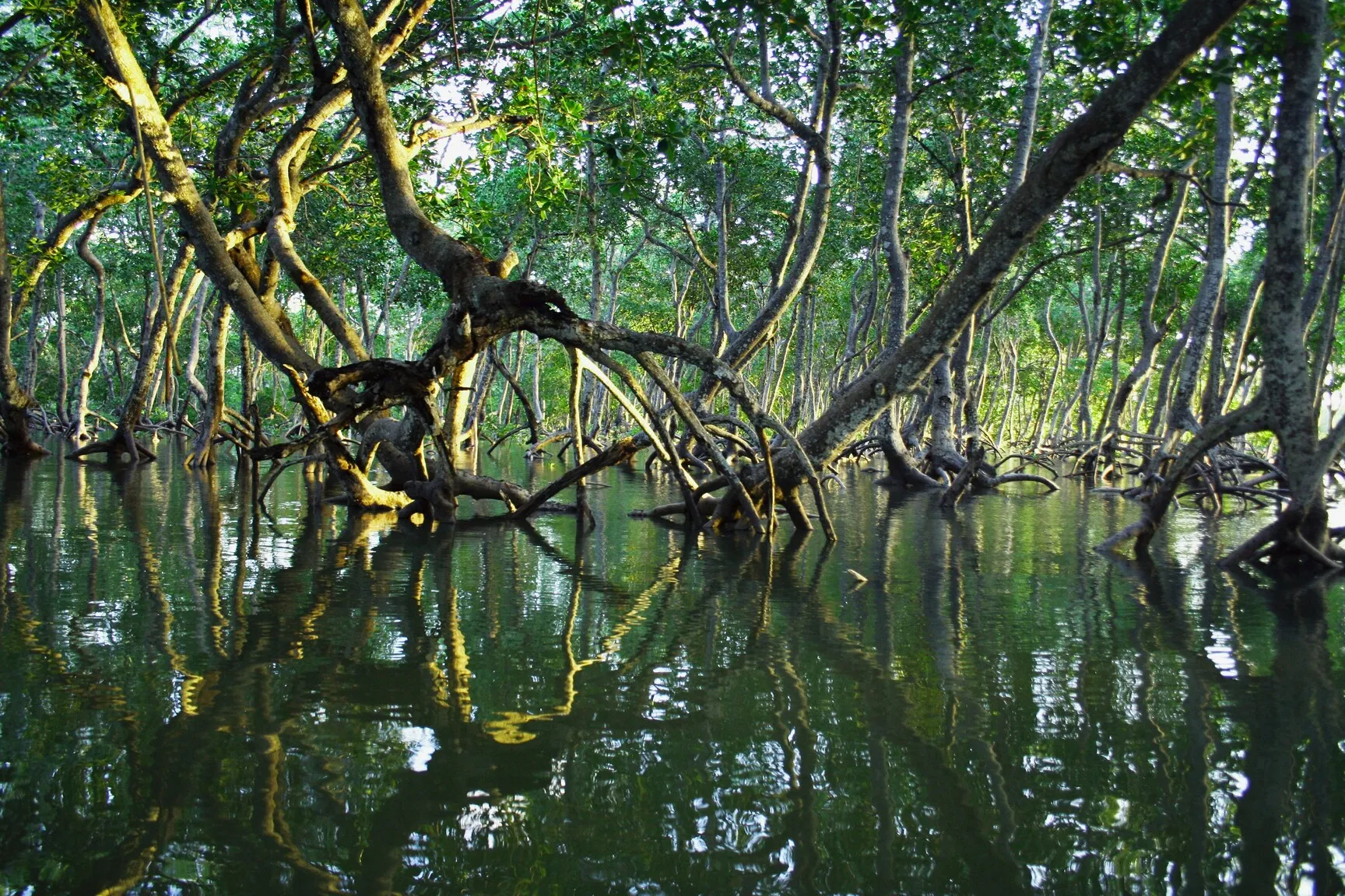 Alasan mangrove sangat penting (credit:unsplash.com/id/@t_kiman)