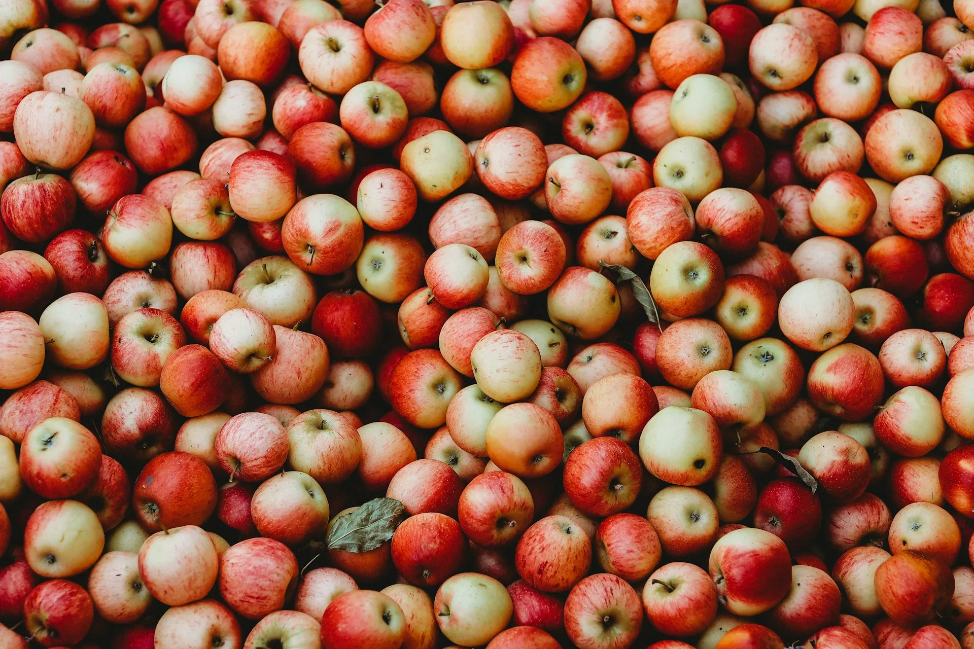 Buah apel merah (credit: Unsplash)