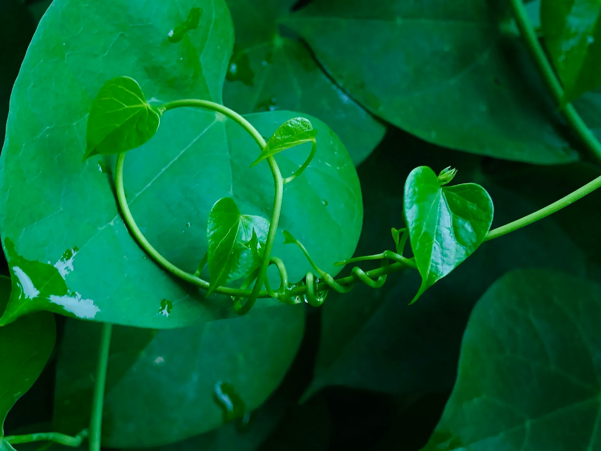 Daun sirih hijau (credit: Unsplash)