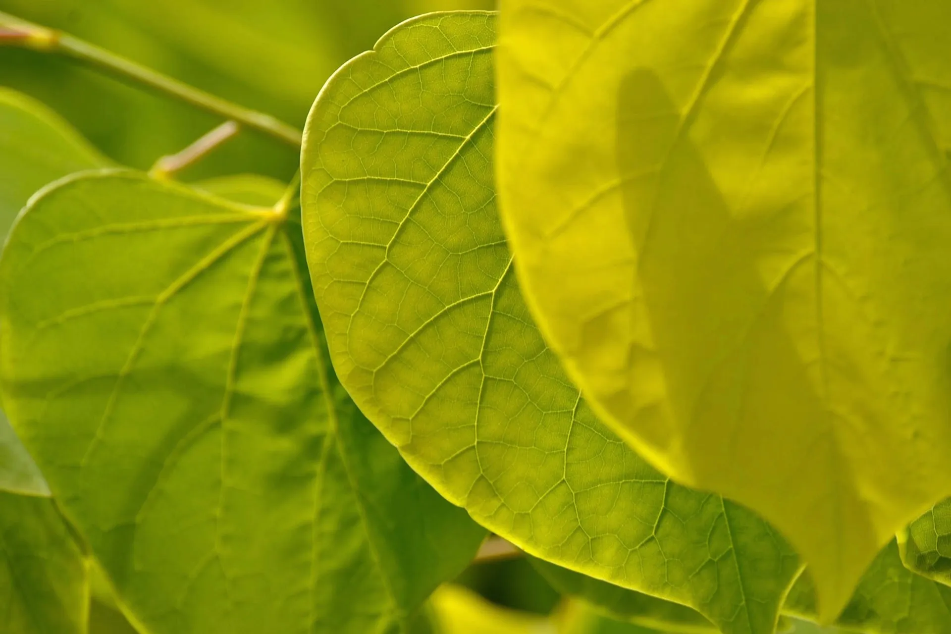 Close up daun srih (credit: Unsplash)