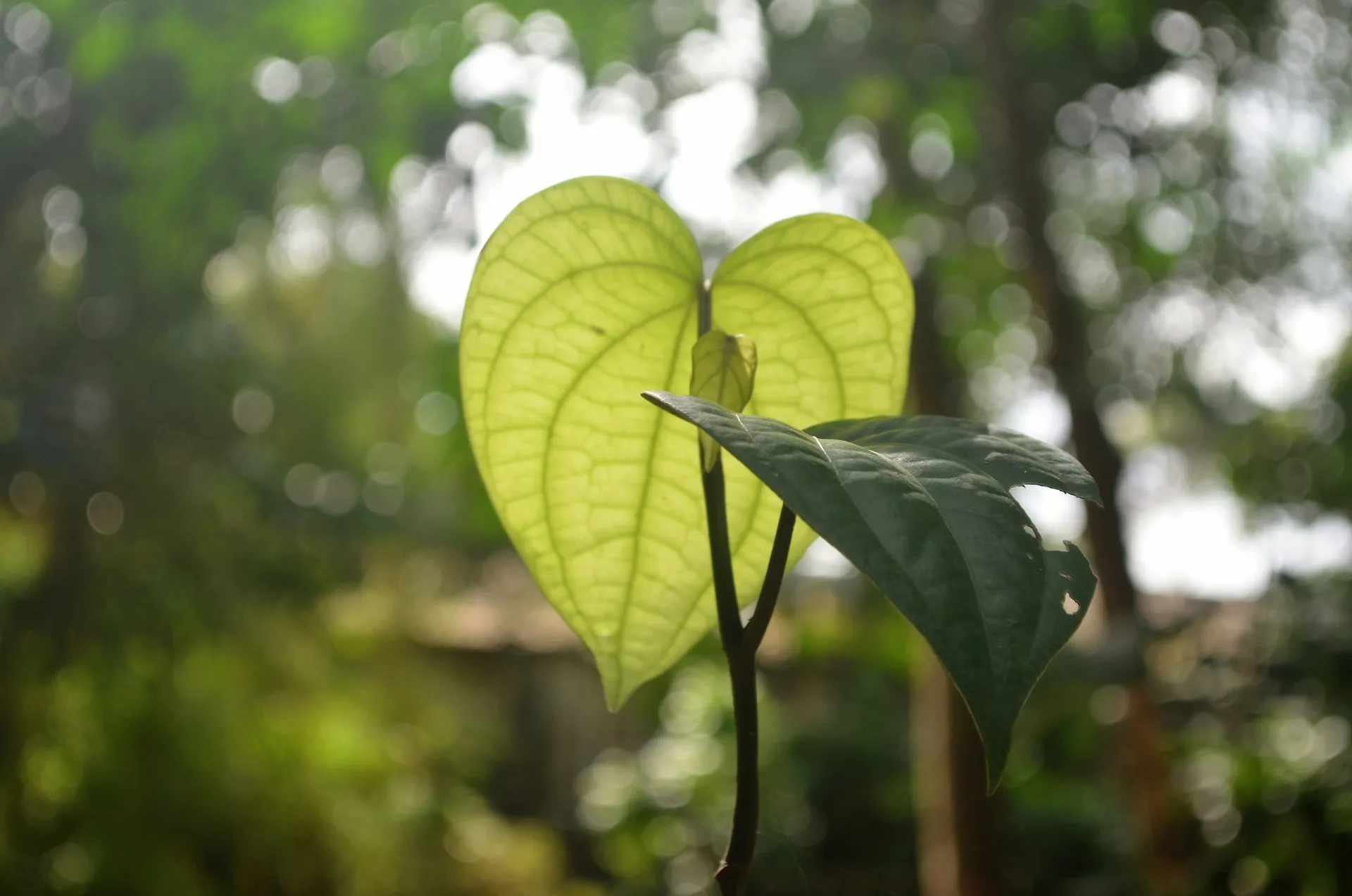 Dua helai daun sirih (credit: Unsplash)