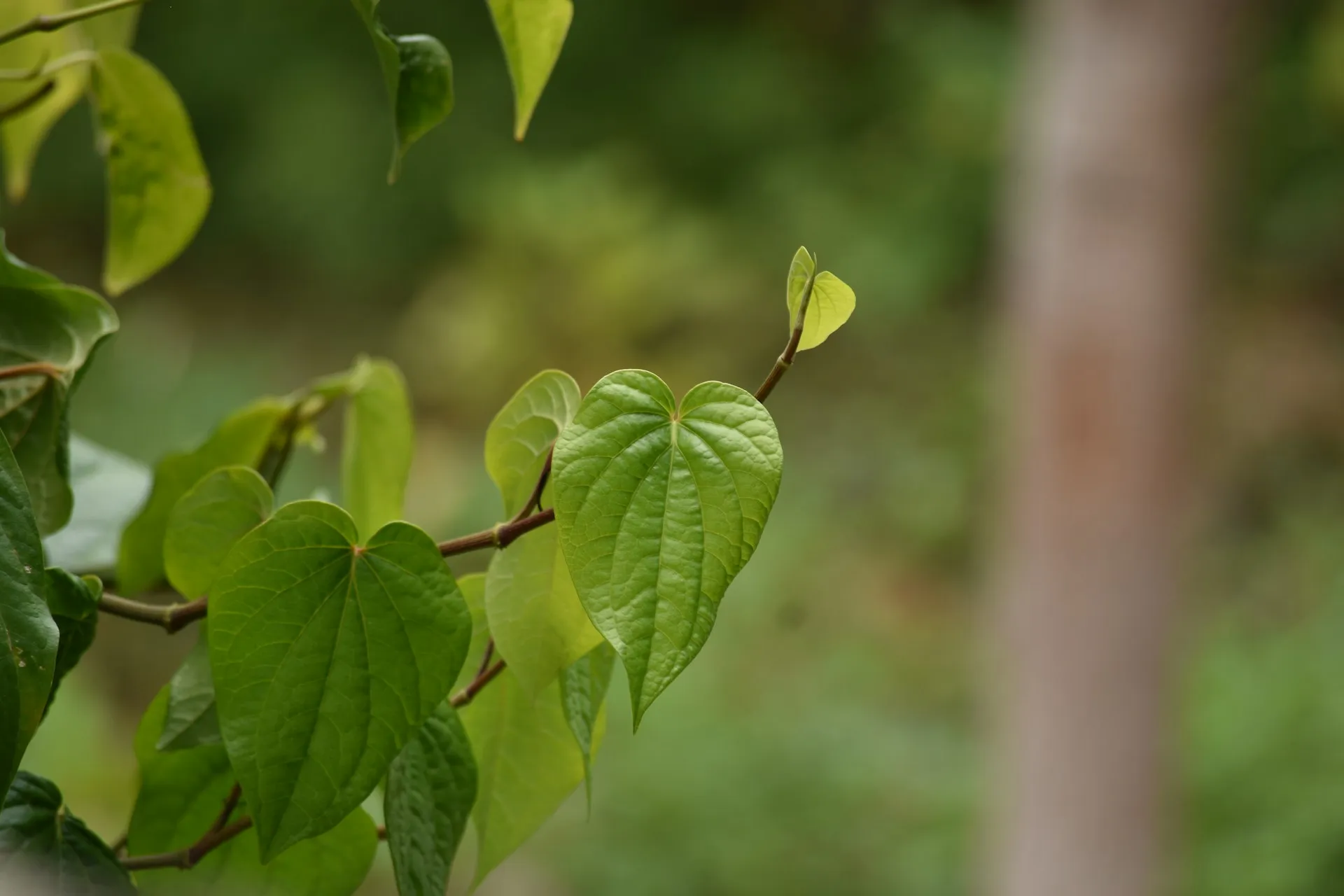 Daun sirih segar (credit: Unsplash)