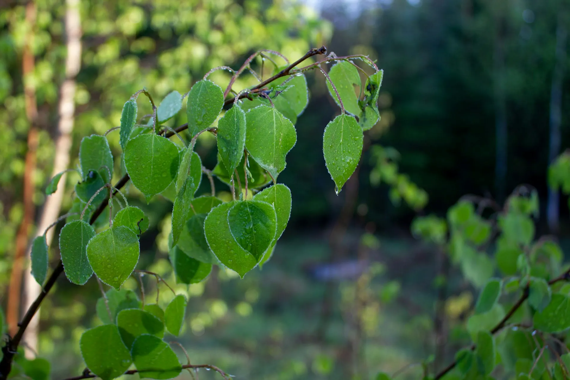 Tanaman daun sirih (credit: Unsplash)