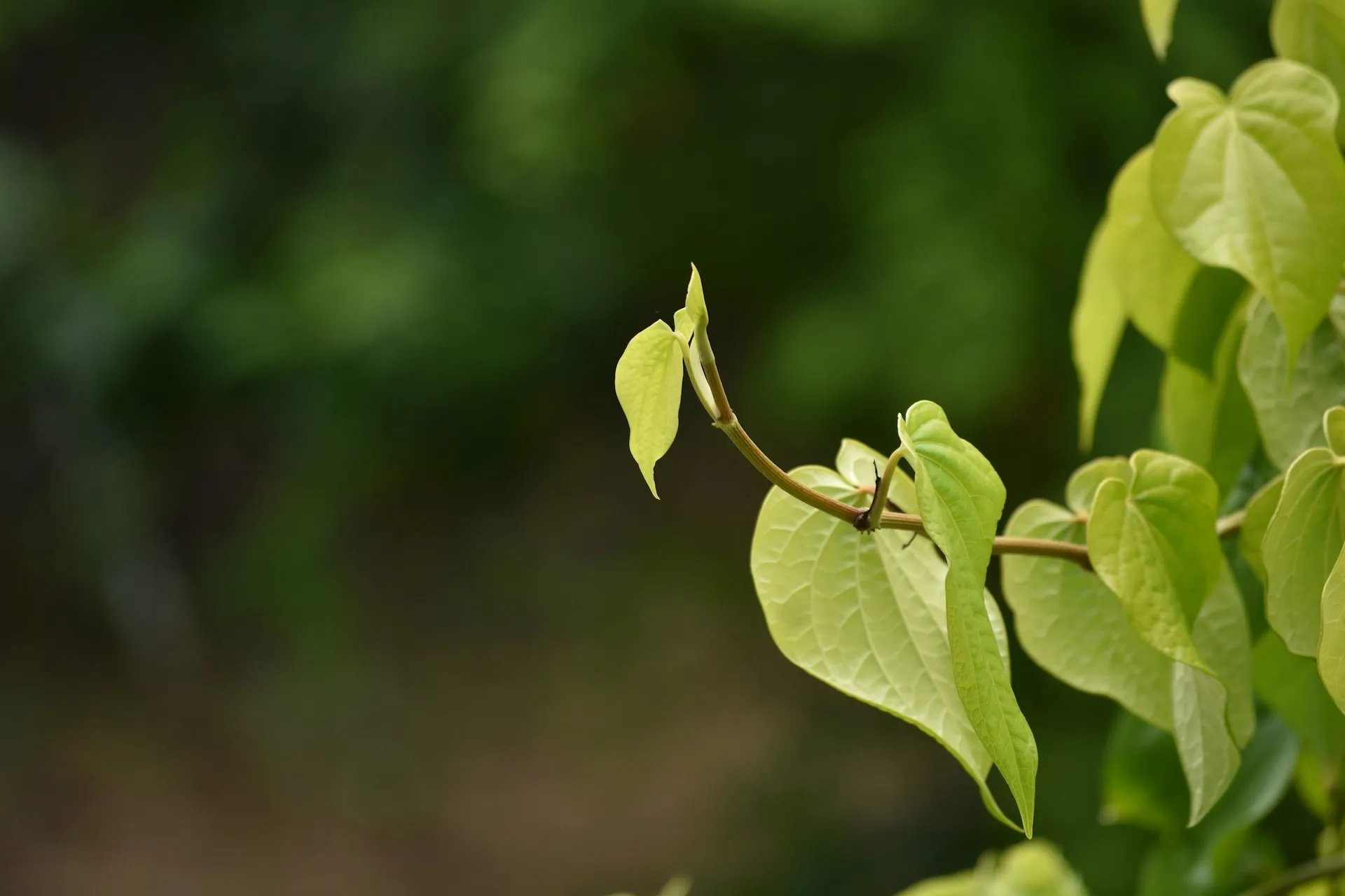 Potret daun sirih (credit: Unsplash)