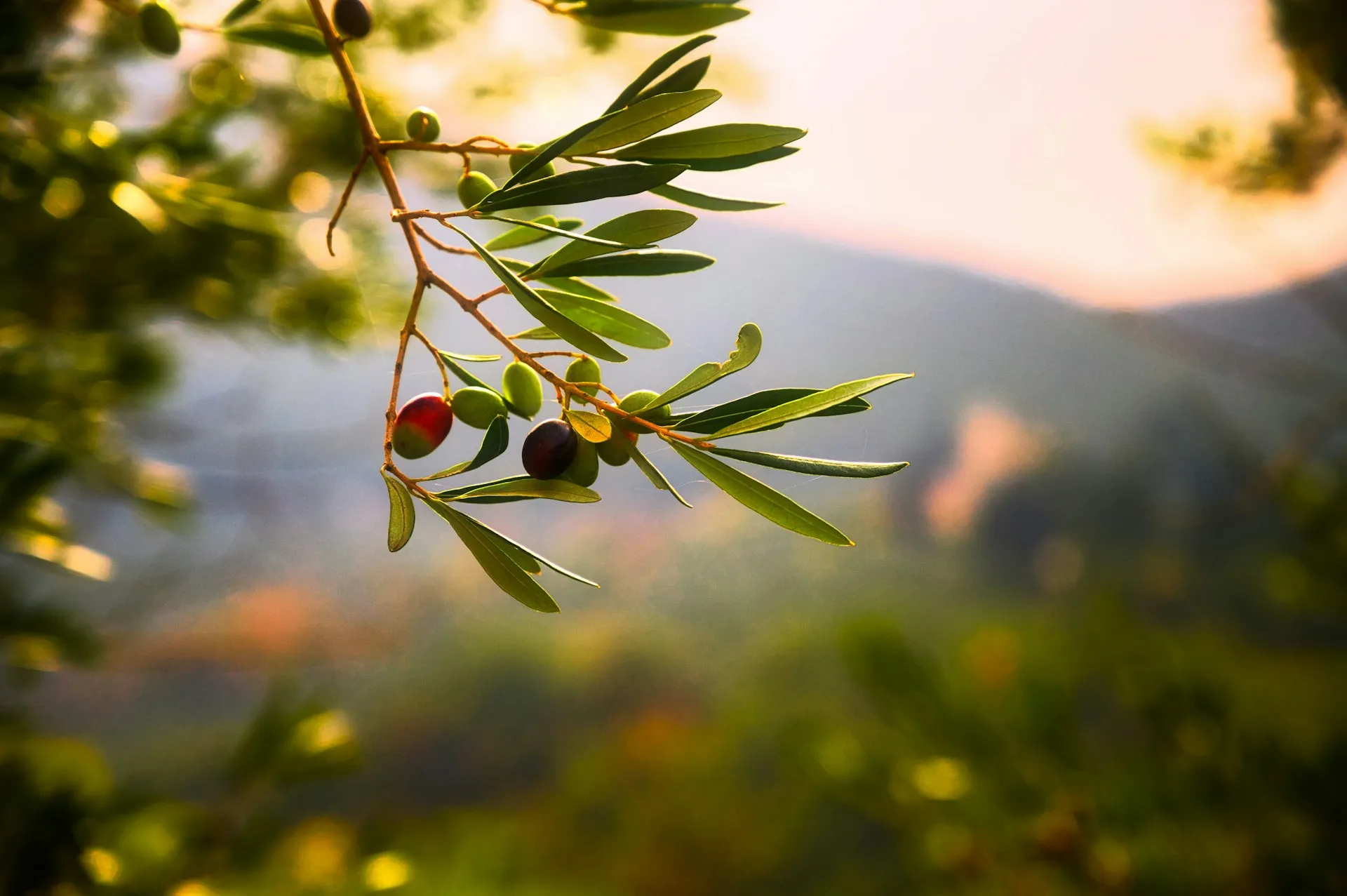Pohon buah zaitun (credit: Unsplash)