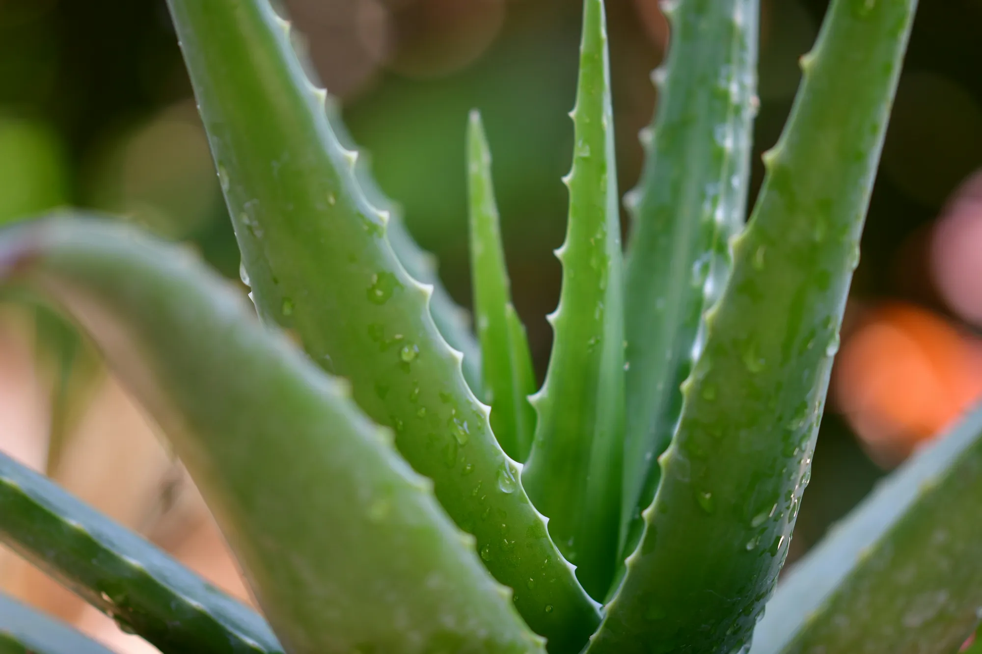 daun hijau/image by unsplash