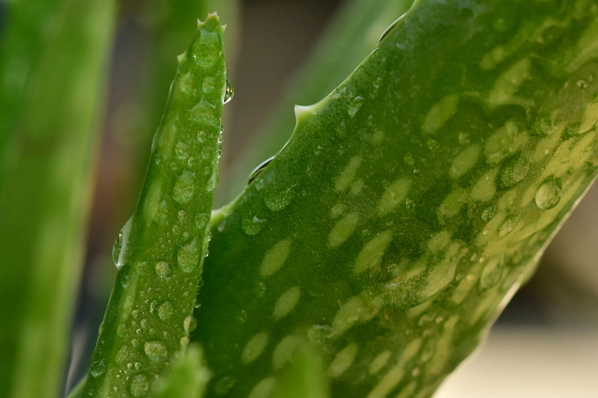 tanaman hijau/image by unsplash