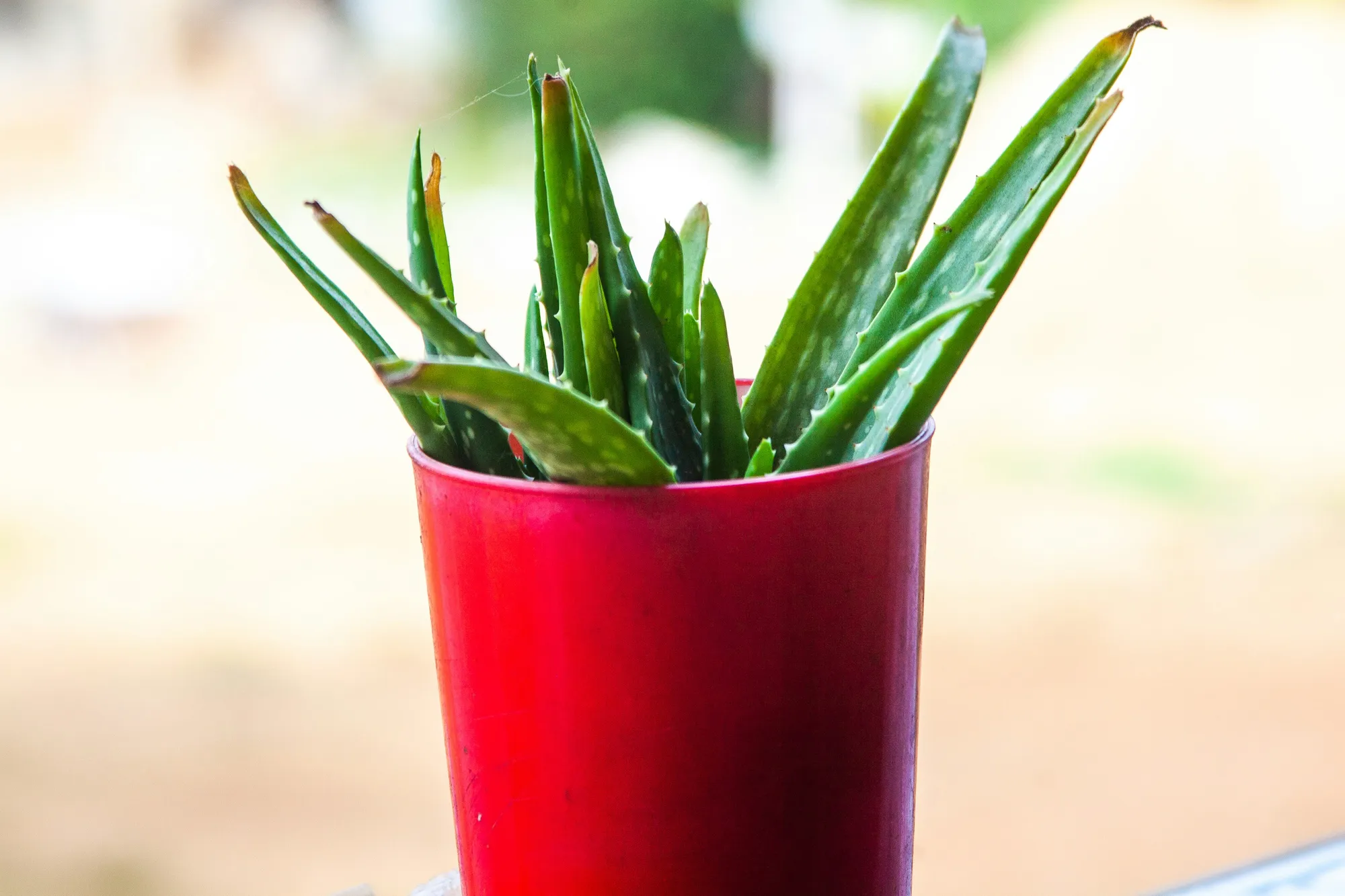 di dalam pot/image by unsplash