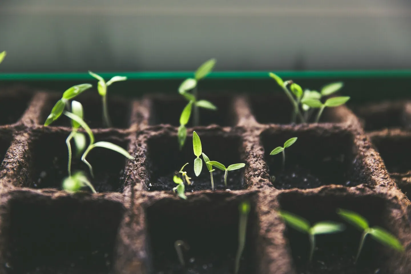 tanaman banyak/image by unsplash