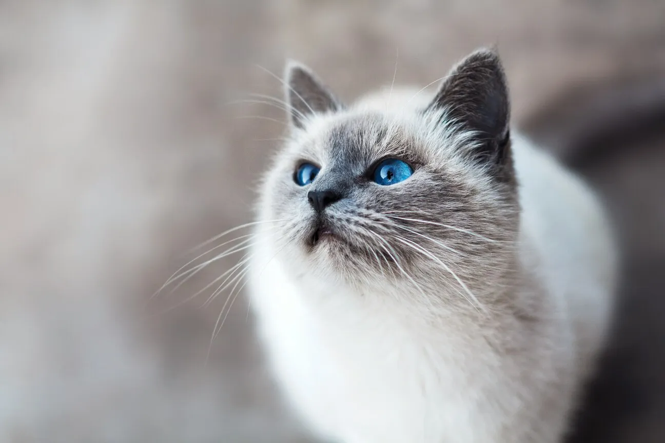 Metode Perhitungan Umur Kucing yang Benar (credit:unsplash.com/id/@miklevasilyev)
