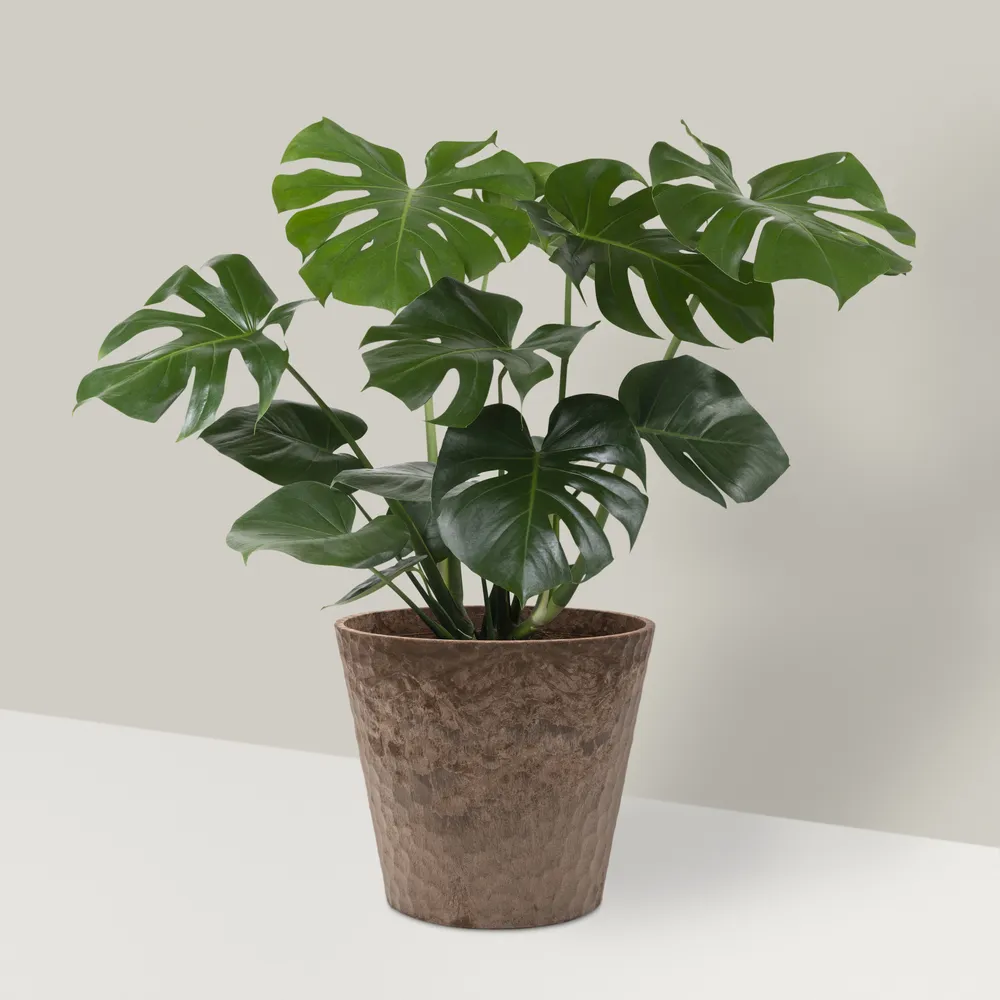 Monstera di Tempat dengan Cahaya Terang(Image by Magnific)