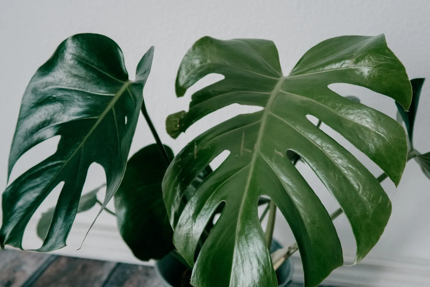 Kelembapan udara monstera (Image by Magnific)
