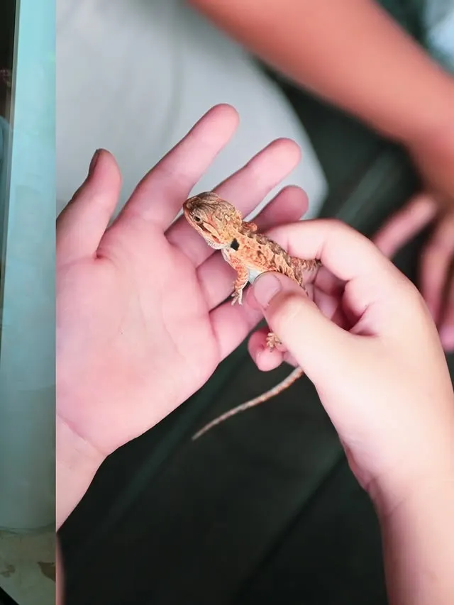 Athar pegang gecko © instagram.com/citraciki