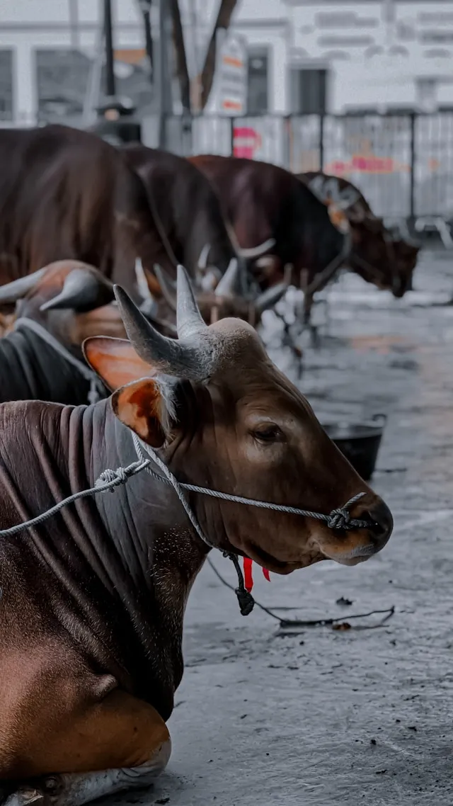 Manfaat Kata Kata Idul Adha Lucu dalam Kehidupan Sosial (c) unsplash.com