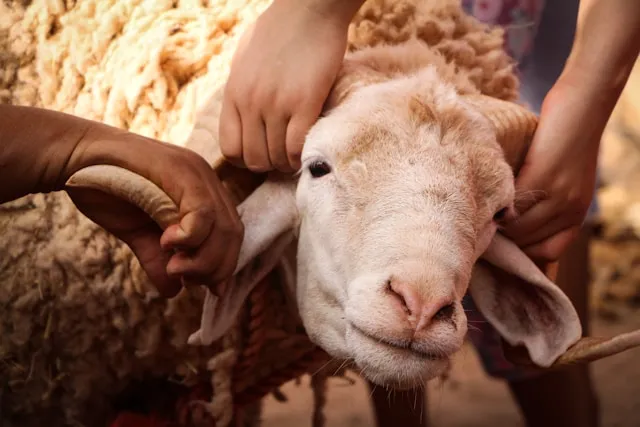 Hikmah dan Nilai-Nilai dalam Kata Mutiara Qurban (c) unsplash.com