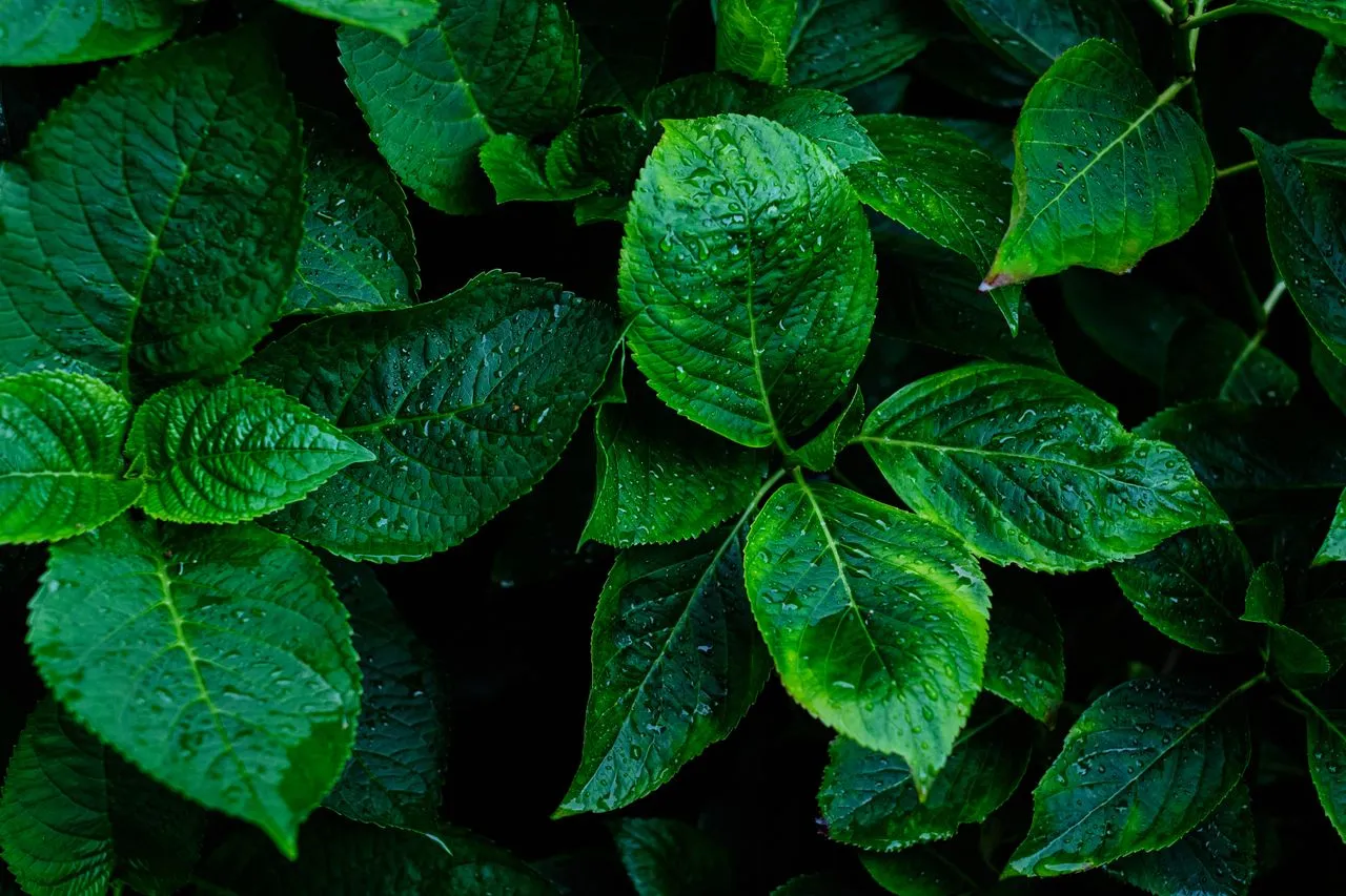 Ilustrasi tanaman. Photo by Rodion Kutsaiev on pexels