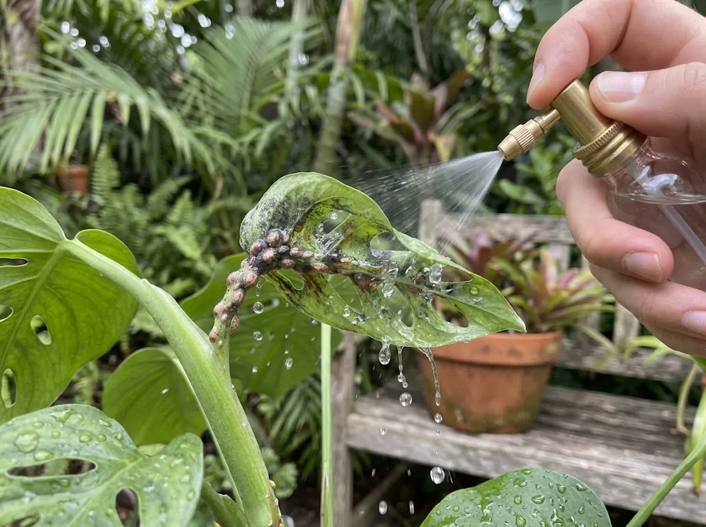 kenapa daun tanaman menjadi lengket? Bisa ada hama di baliknya (AI generated)