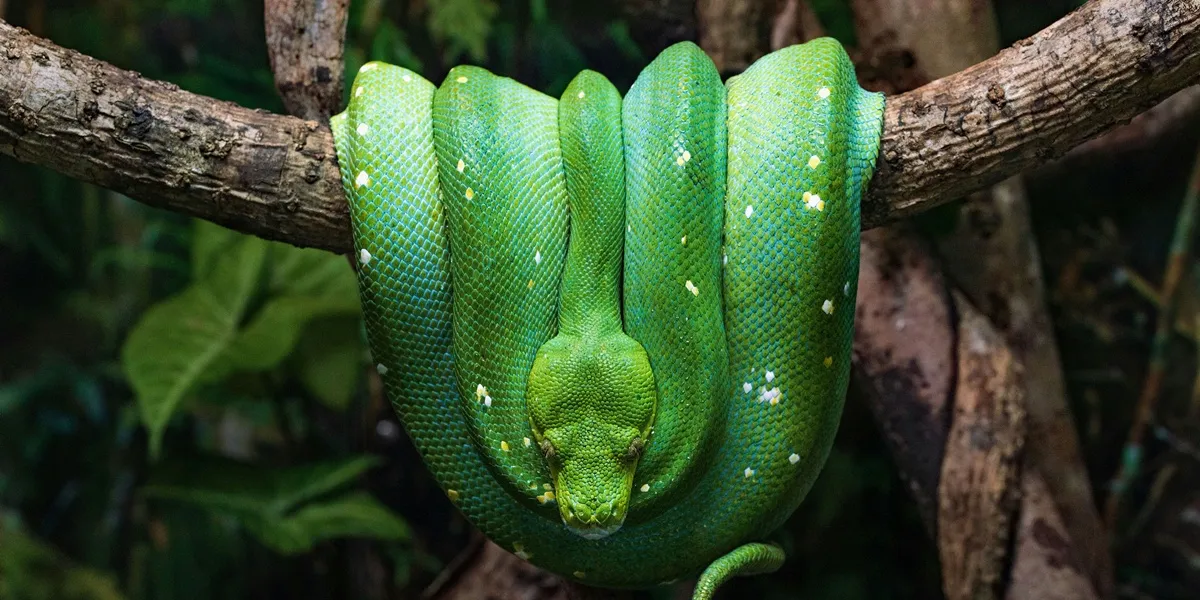 Makna Mimpi Berdasarkan Warna (credit:unsplash.com/id/@davidclode)
