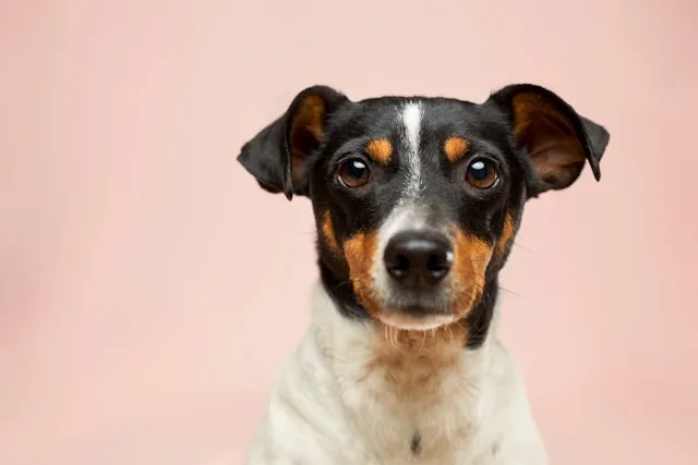 Adab dan Cara Menyikapi Mimpi Dikejar Anjing Secara Islami (c) unsplash.com