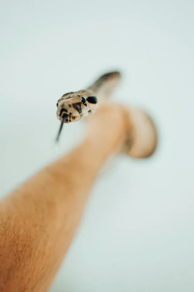 Pengaruh Warna dan Ukuran Ular dalam Tafsir Mimpi Islam (c) unsplash.com