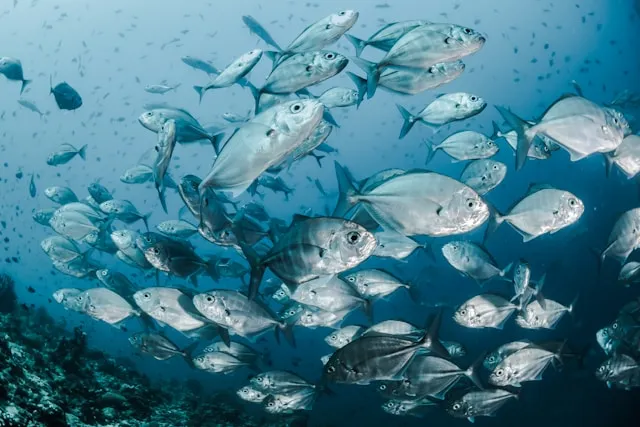 Makna Mimpi Ikan Banyak dalam Perspektif Islam (c) unsplash.com