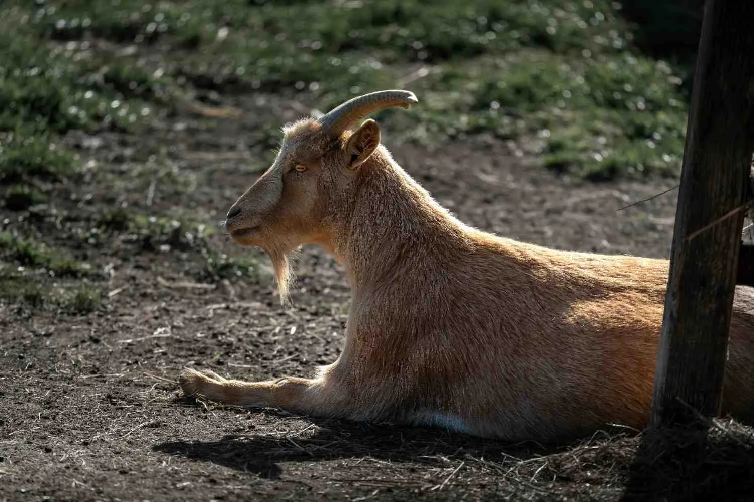 12 Makna Mimpi Kambing Berdasarkan Situasi dalam Islam (c) Ilustrasi Pexels
