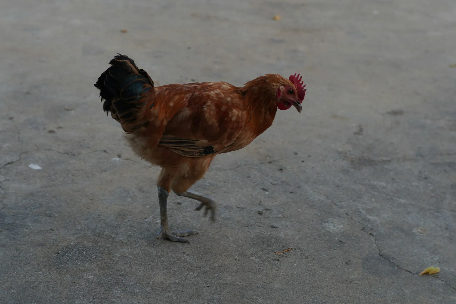 Ayam (credit: unsplash)