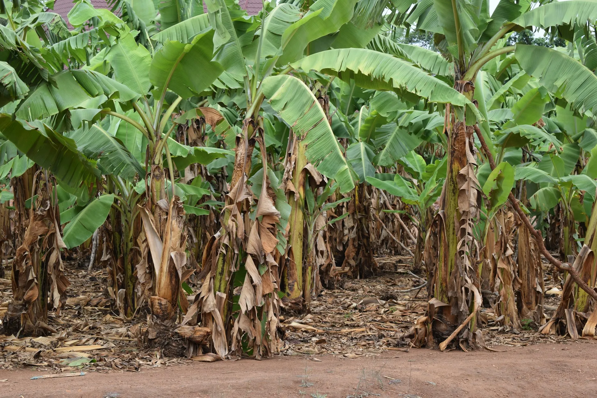 Pohon pisang (credit: unsplash)