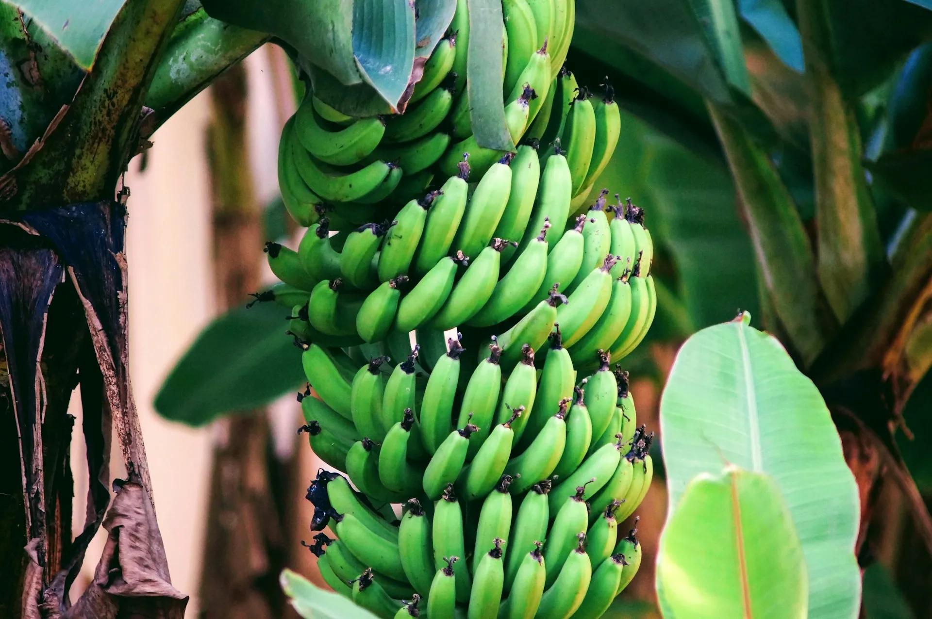Pohon pisang (credit: unsplash)