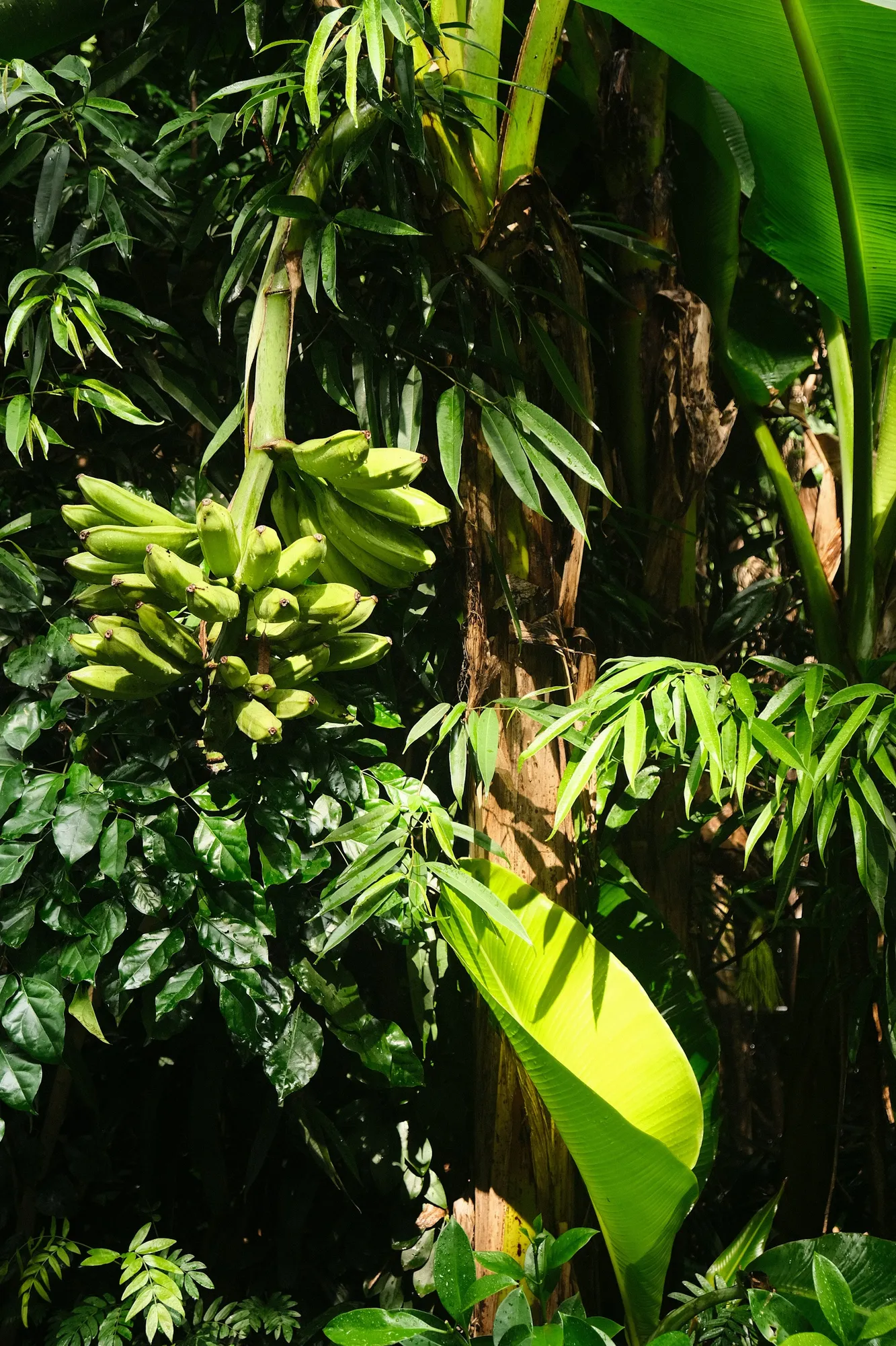 Pohon pisang (credit: unsplash)