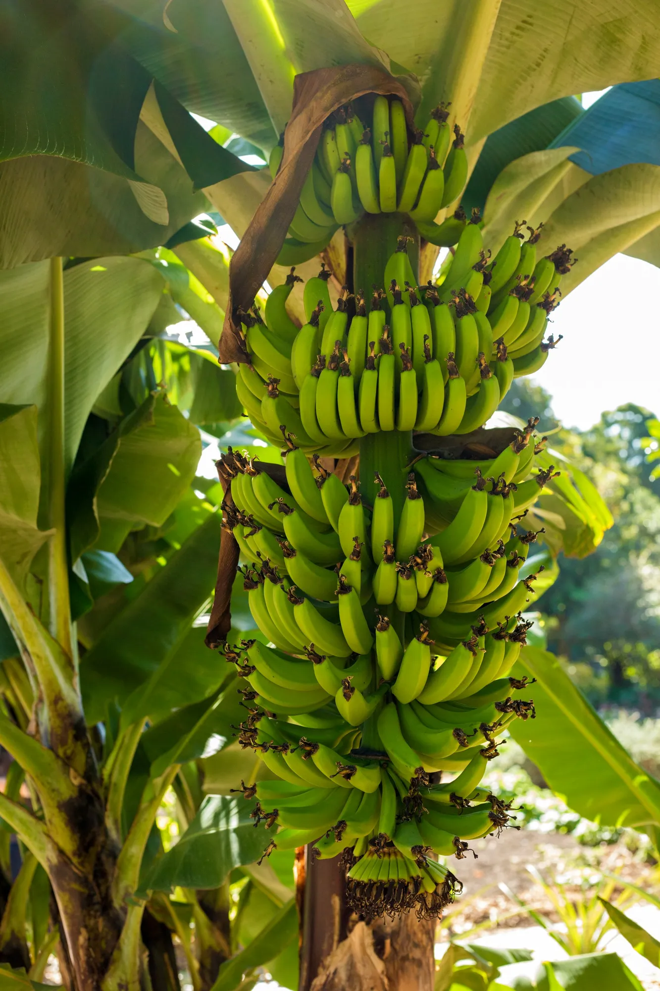 Pohon pisang (credit: unsplash)