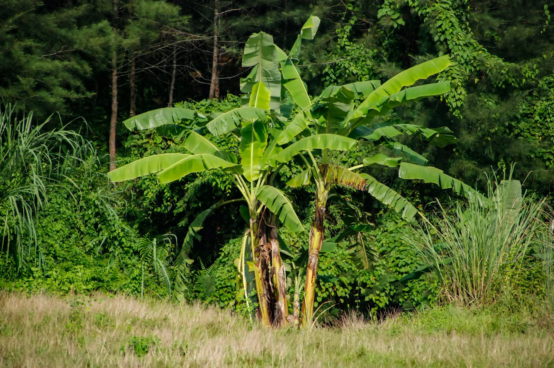 Pohon pisang (credit: unsplash)