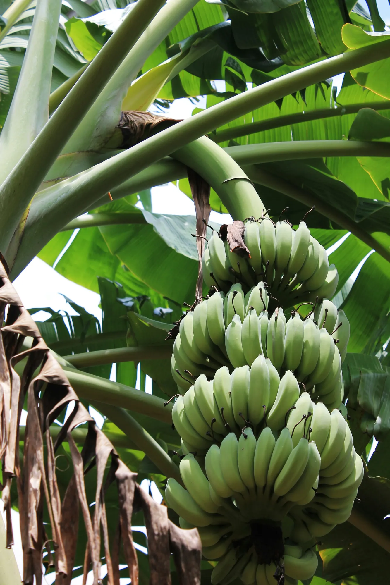 Pohon pisang (credit: unsplash)