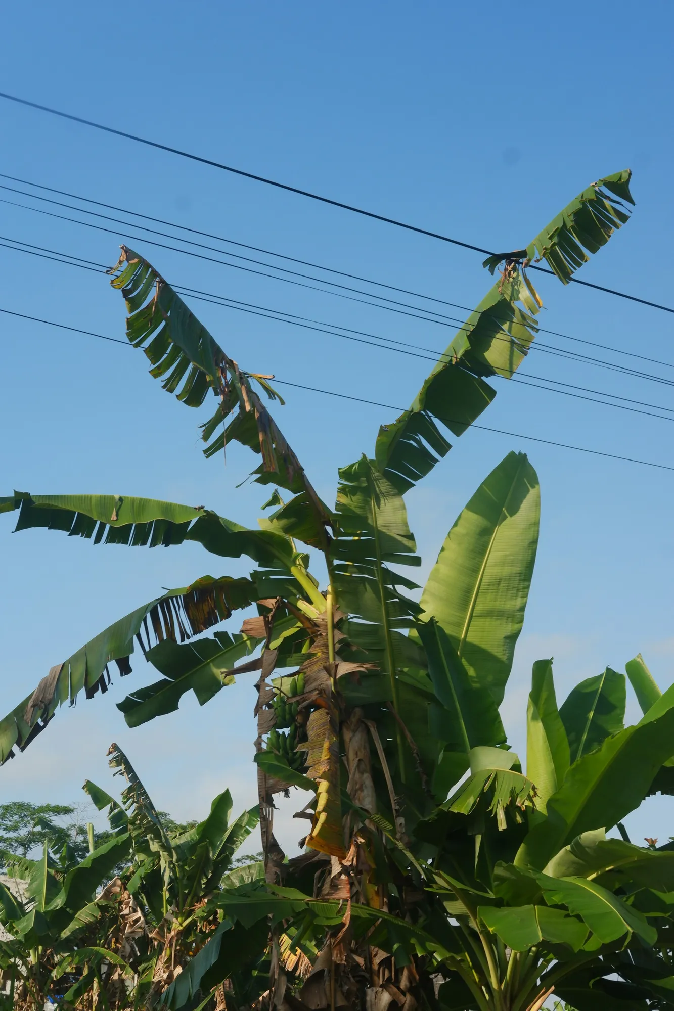Pohon pisang (credit: unsplash)