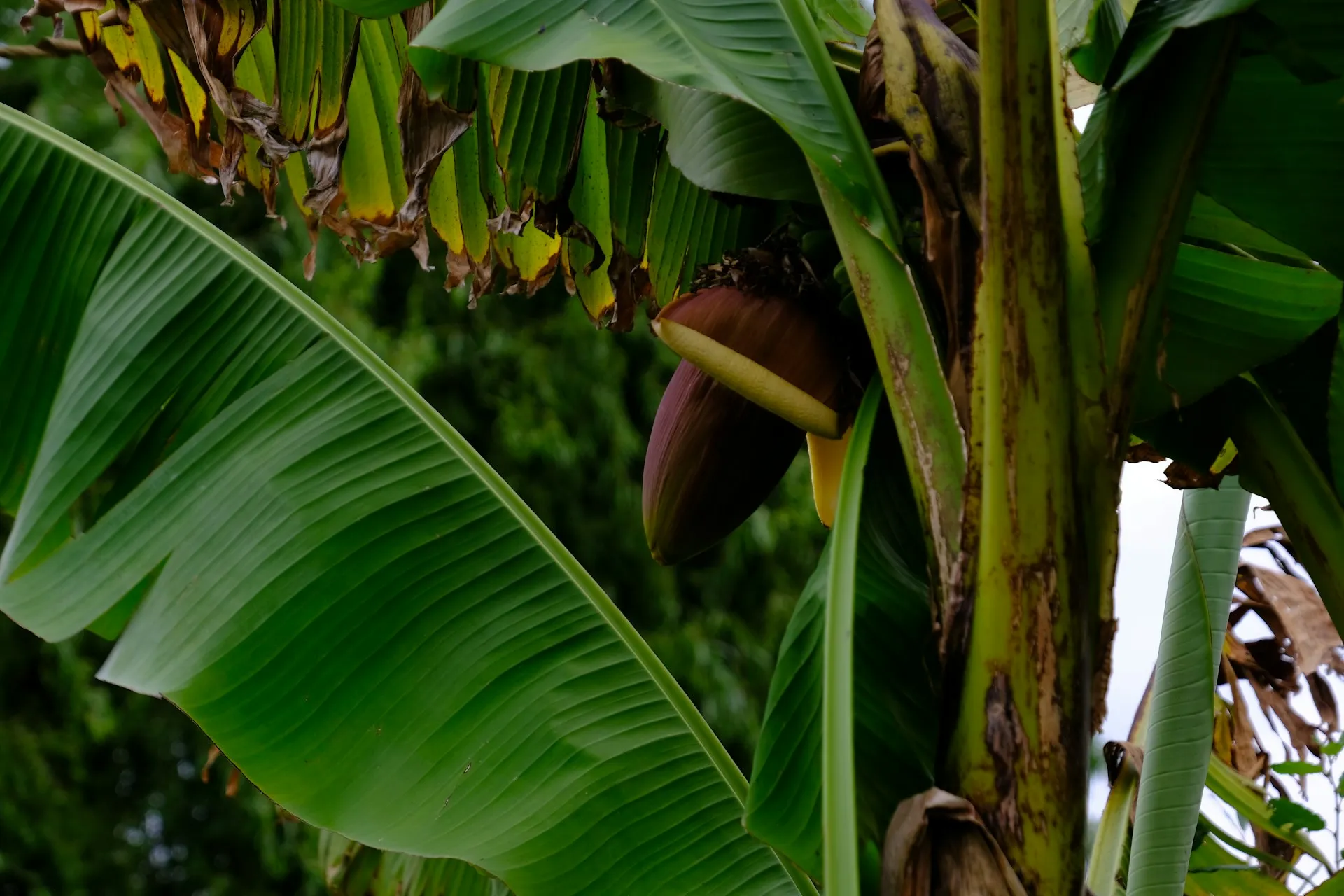 Pohon pisang (credit: unsplash)