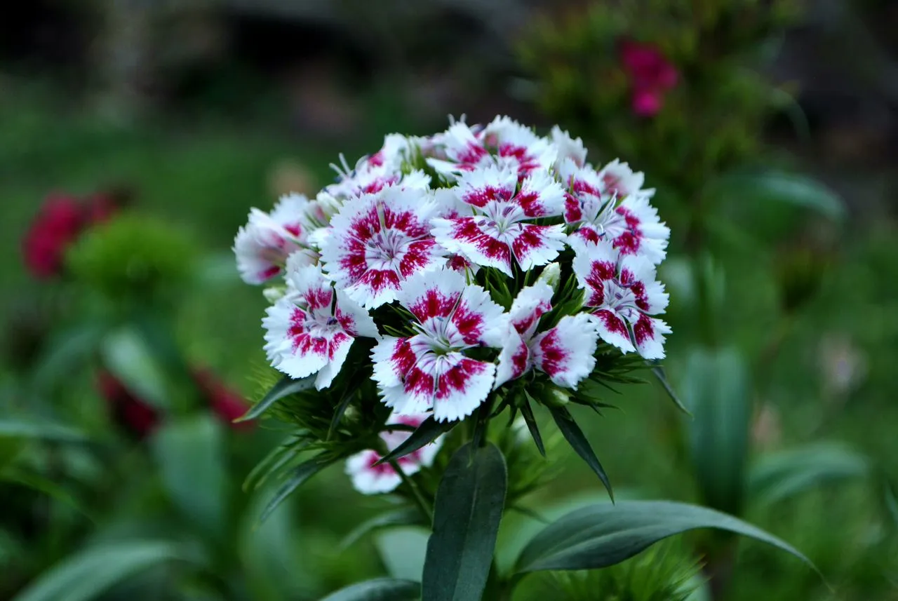 Panduan Menanam Bunga Sweet William untuk Mempercantik Sudut Pekarangan (Pexels)