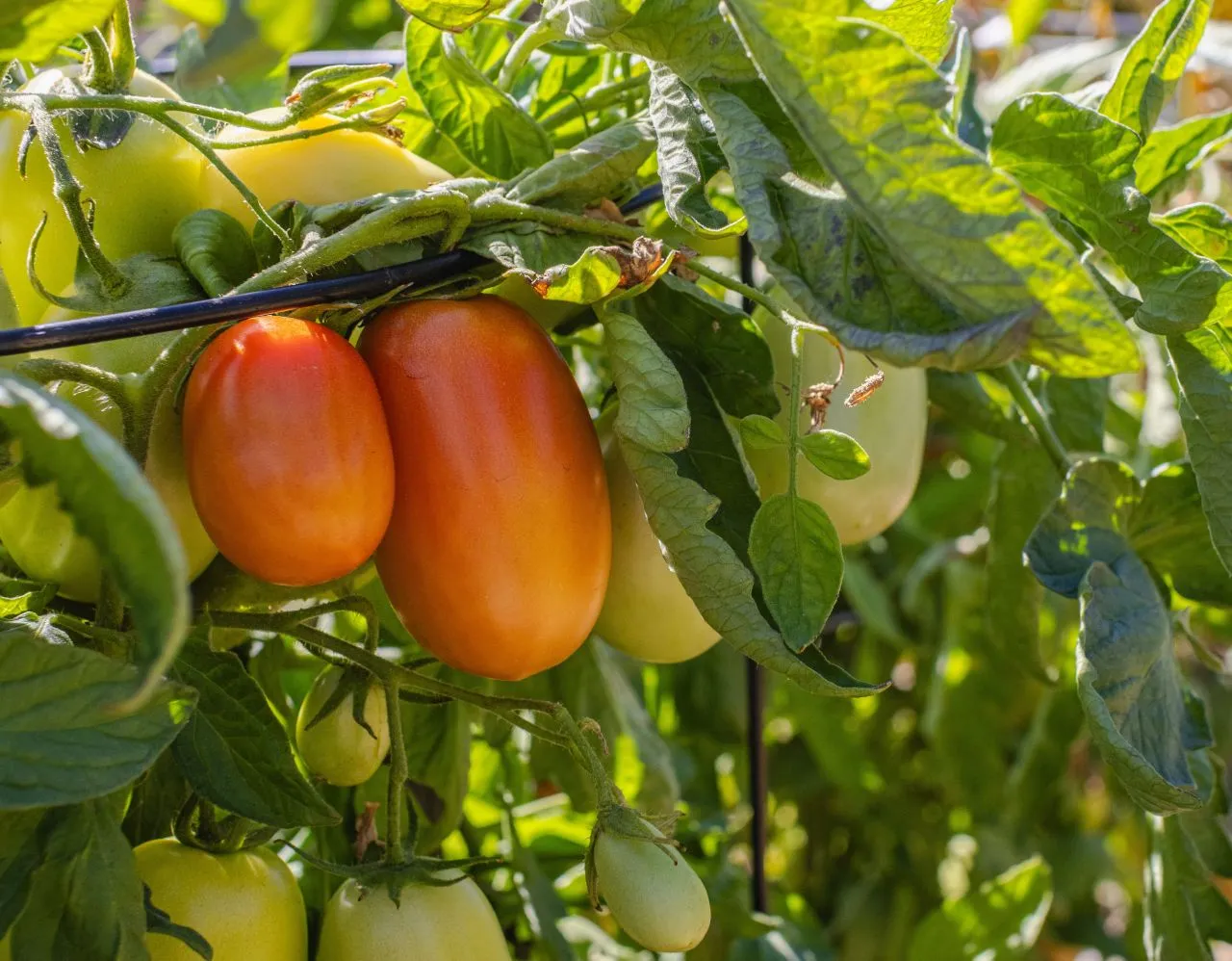 Ilustrasi Daun Tanaman Tomat Menggulung ke Atas (Photo by Robert So on Pexels)