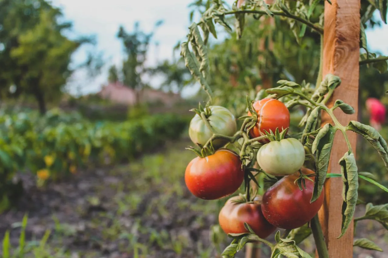 Ilustrasi Daun Tanaman Tomat Menggulung ke Atas (Photo by Czapp Arpad on Pexels)